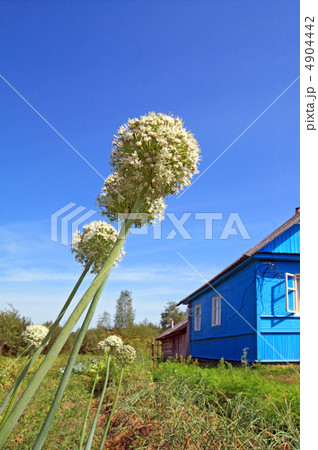 ripe onion near rural building 4904442