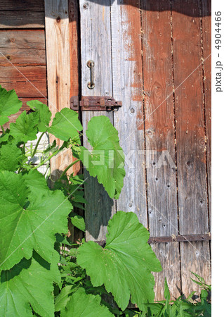 green burdock near old wooden door green burdock near old wooden door 4904466