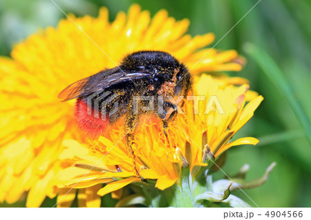 insect on yellow flower on spring field 4904566