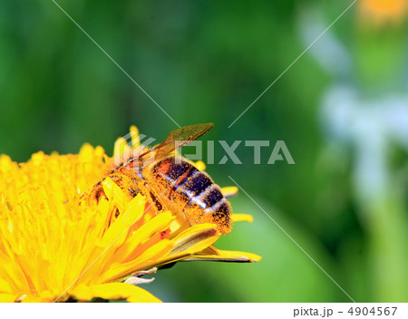 insect on yellow flower on spring field 4904567
