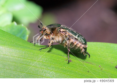 cockchafer cockchafer 4904569