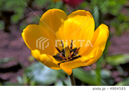 yellow tulip on vegetable background 4904583