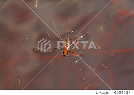 pond skater on red water 4904584