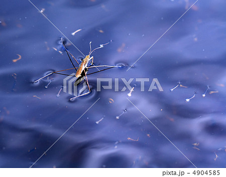 pond skater on blue water 4904585