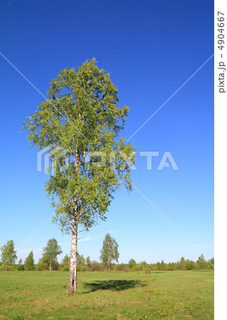green birch on spring field 4904667
