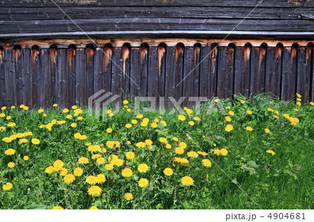 dandelions near old wooden rural building dandelions near old wooden rural building 4904681