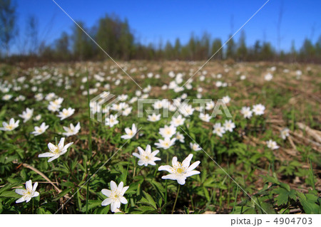 white snowdrops on spring field white snowdrops on spring field 4904703