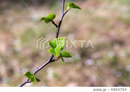 spring sheet of the birch 4904704