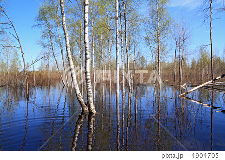 spring flood in birch wood spring flood in birch wood 4904705