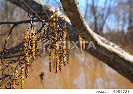 wood buds on brown water 4904723