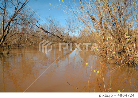 spring flood in old wood 4904724