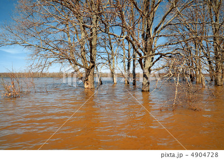 spring flood in oak wood spring flood in oak wood 4904728