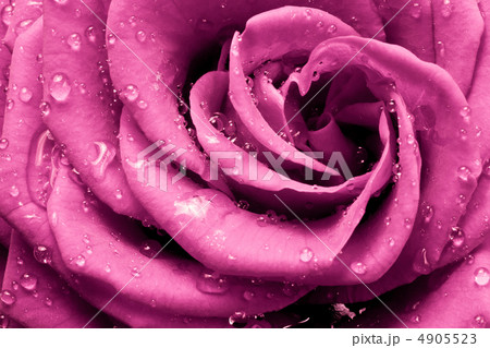pink rose 4905523