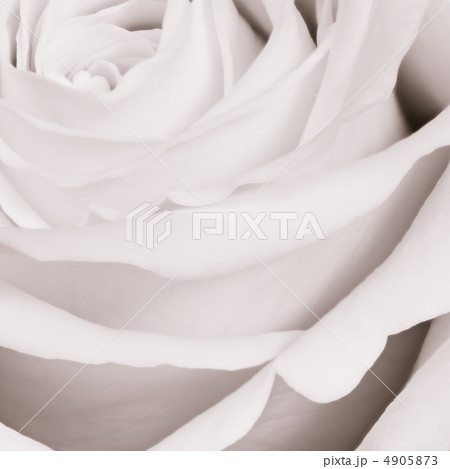 white rose close up 4905873