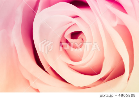 multicolor rose 4905889