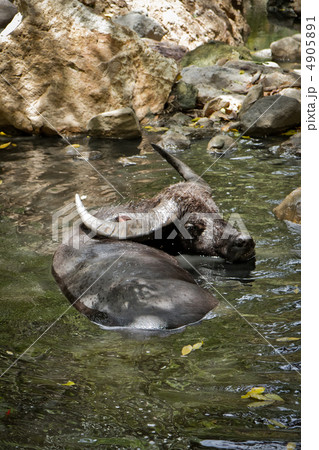 water buffalo 4905891