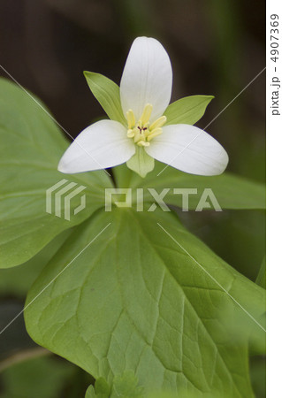 オオバナノエンレイソウ 4907369