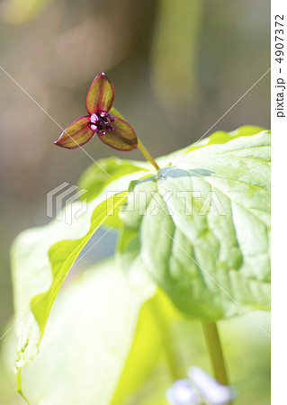 エンレイソウ 4907372