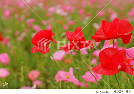 ポピーの花畑 ポピーの花畑 4907497