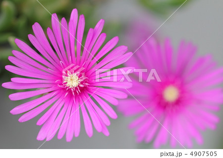 春に咲く鮮やかなマツバギクの花 春に咲く鮮やかなマツバギクの花 4907505