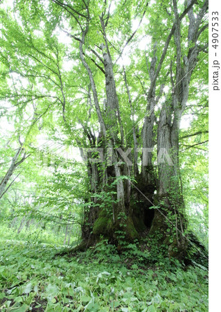 森の神様 4907533