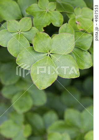 ゴヨウツツジの葉 4907553