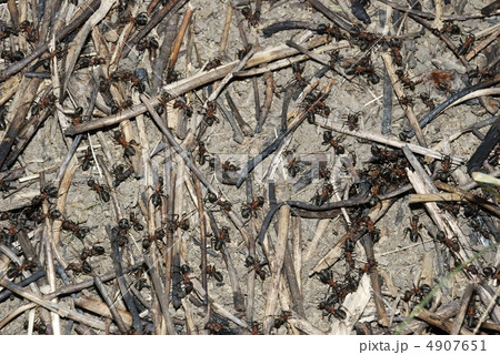 anthill anthill 4907651