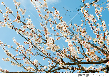 Blossoming branches of a tree 4907652