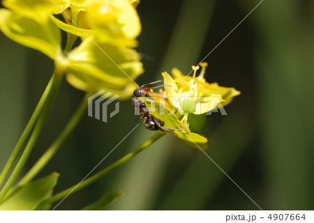 Ant on yellow on a flower Ant on yellow on a flower 4907664