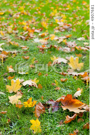 Autumn leaf in a green grass 4907681
