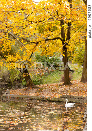 Lake with a swan in autumn park 4907688