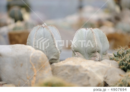 Cactus abstract 4907694