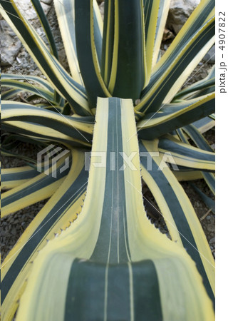 Background abstract cactus 4907822