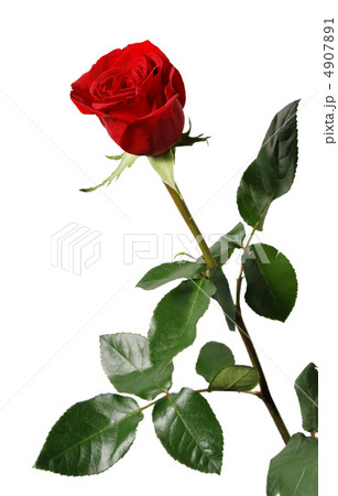 blossoming of a rose with leaf blossoming of a rose with leaf 4907891