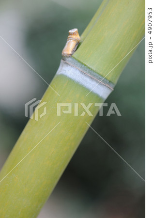 Bamboo Bamboo 4907953