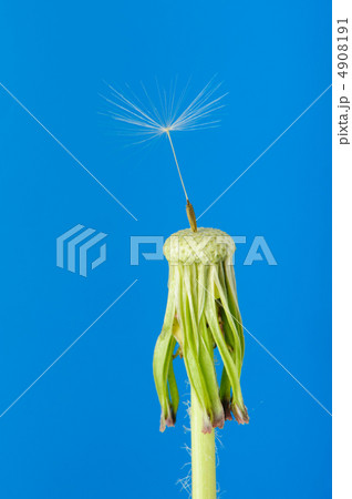 Dandelion with one seed on a blue background 4908191
