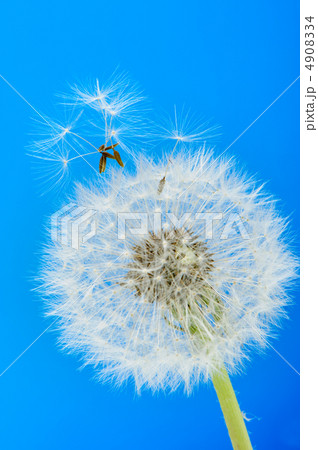 Dandelion on a blue background Dandelion on a blue background 4908334