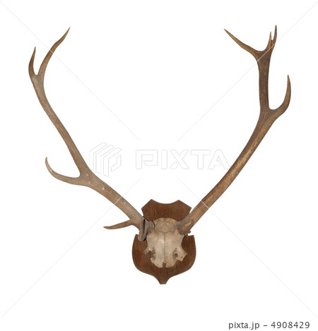 Horns of an animal 4908429