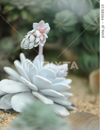 fantastical cactus fantastical cactus 4908610