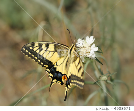 Papilio machaon Papilio machaon 4908671