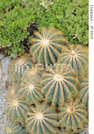 Cactus 4908941