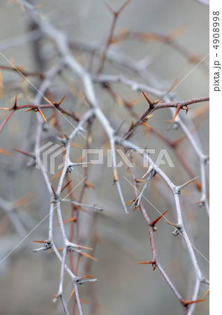 Blackthorn Blackthorn 4908998