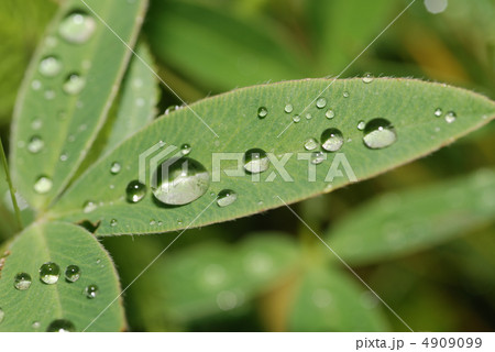 drops on a leaf drops on a leaf 4909099