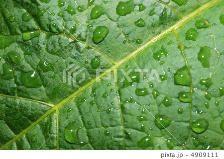 drops on a leaf drops on a leaf 4909111