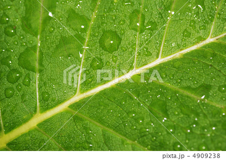 Drops on a leaf Drops on a leaf 4909238