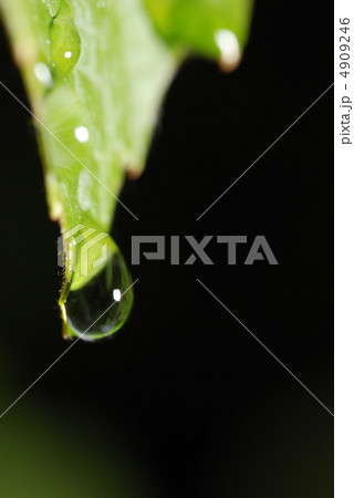 three drops on a leaf 4909246