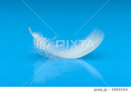 Feather Feather 4909504