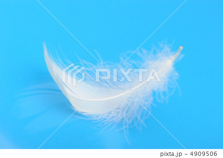 Feather 4909506