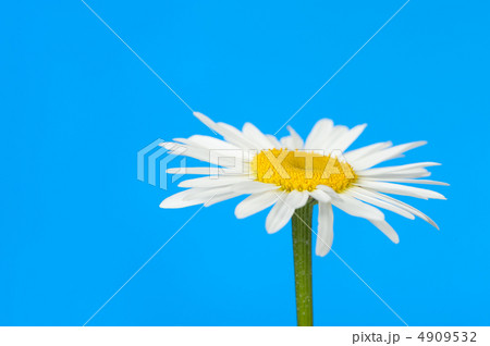 Camomile Camomile 4909532