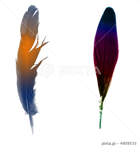 The bird's feather (variant) 4909533